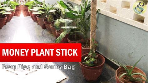 How To Make Money Plant Climber Stick Money Plant Stick Grow Faster