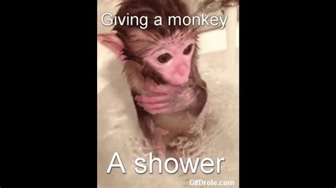Giving A Monkey A Shower Youtube