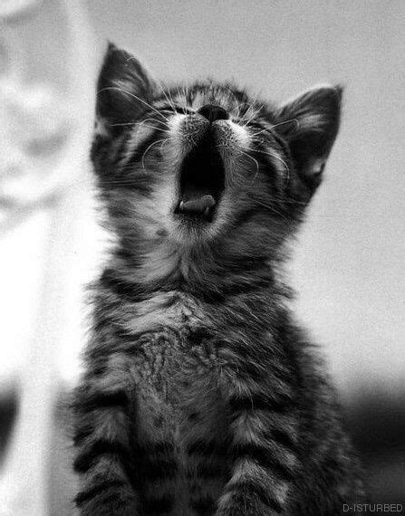 Kitties Yawning
