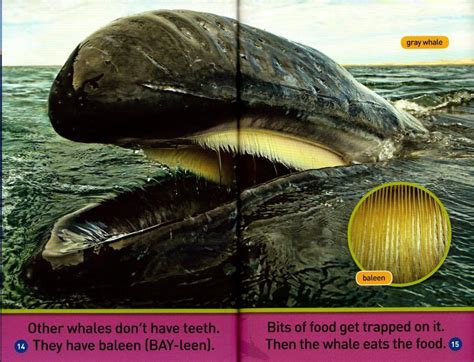 敦煌書局 National Geographic Kids Readers Pre Reader Whales