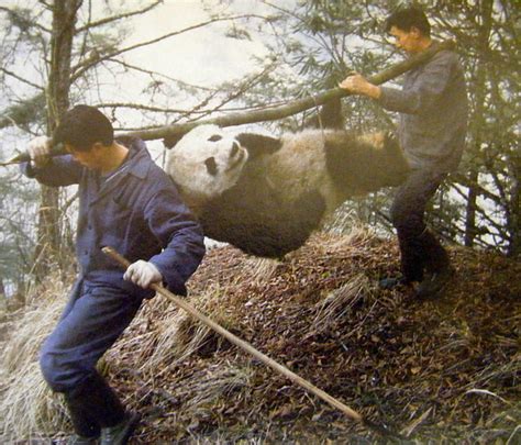Panda Poachers 1988 Flickr Photo Sharing
