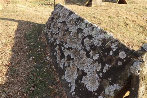 Lichen Growth On West East Facing Comb Graves In Sparta Tennessee