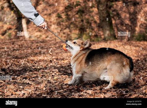 Welsh Corgi Pembroke Nibbles Ball In Hands Of Human And Smiles