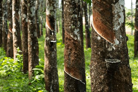 Deforestation In Asia A Call For Conservation