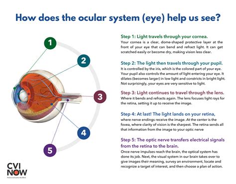 How The Eyes Work Perkins School For The Blind