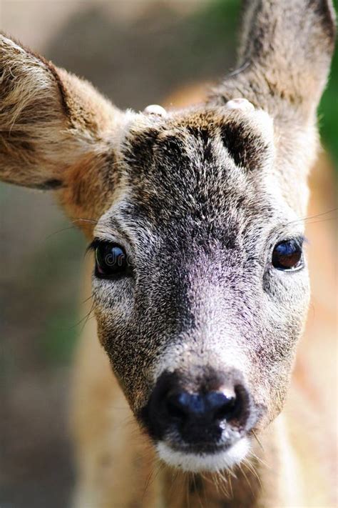 Portrait Of A Young Sika Deer Stock Image Image Of Curiosity Deer