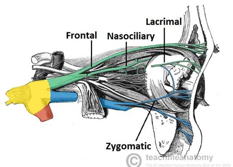 The Ophthalmic Division Of The Trigeminal Nerve Cnv1 Teachmeanatomy