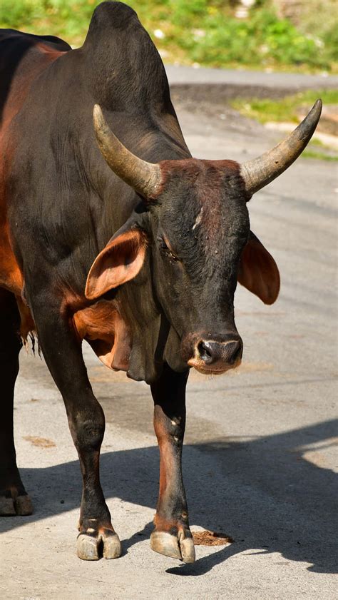Download Malnourished Black Bull Picture