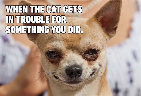 Adorable Funny Chihuahua Memes Clean L2sanpiero