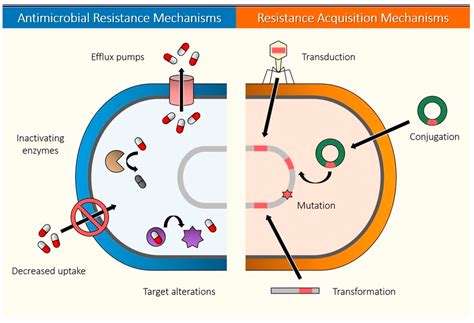 Mechanisms Of Antibiotic Resistance