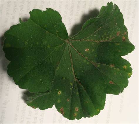 Geraniums Dying Off Spots On Leaves — Bbc Gardeners World Magazine