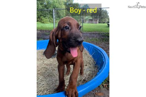 Boy Red Redbone Coonhound Puppy For Sale Near Ocala Florida