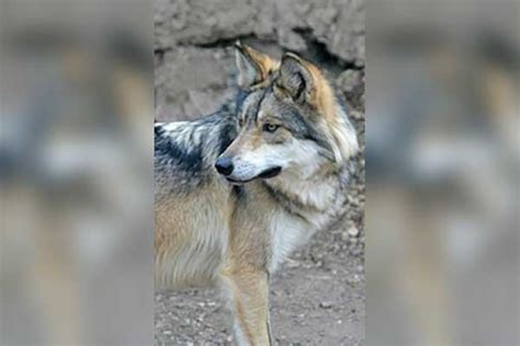 Two Mexican Gray Wolves Found Dead In Arizona Last Month