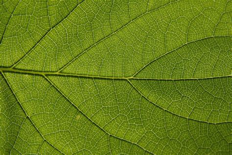 Green Leaf Texture Background Image