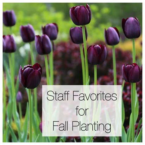 This Years Staff Favorites For Fall Planting Longfield Gardens