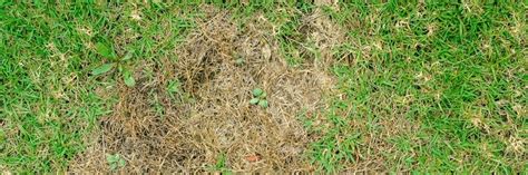 How To Tell The Difference Between Dead And Dormant Grass Solutions