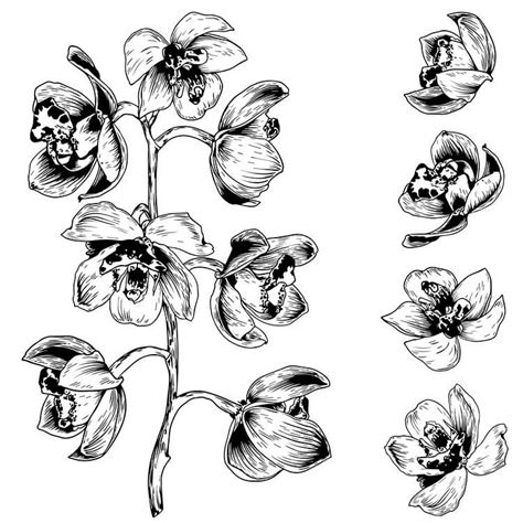 20 Beautiful Orchid Flower Drawing Ideas Beautiful Dawn Designs