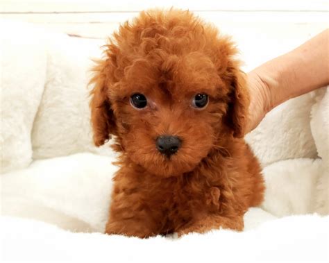 True2gold pups come from a. Poodle Puppies For Sale | Orange County, CA #283457