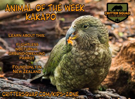 Kakapos The Flightless Parrot Youve Never Heard Off Cswd