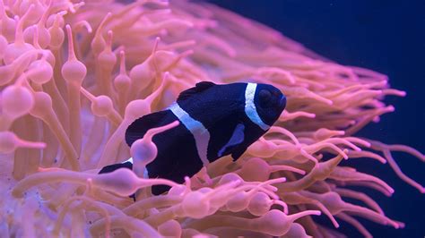 Black White Ocellaris Clownfish Under Sea Hd Animals Wallpapers Hd
