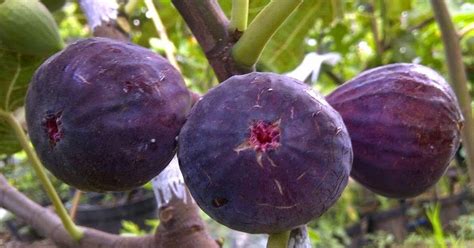 Pembentukan sel darah merah dipengaruhi oleh kadar hormon eritropoietin. SELAIN BAIK UNTUK IBU HAMIL, 7 KHASIAT LUAR BIASA BUAH TIN ...
