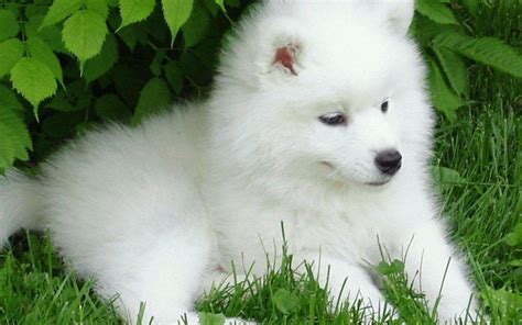 Free Download Dogs Samoyed Baby Canine Puppy Dog Wallpaper Hd