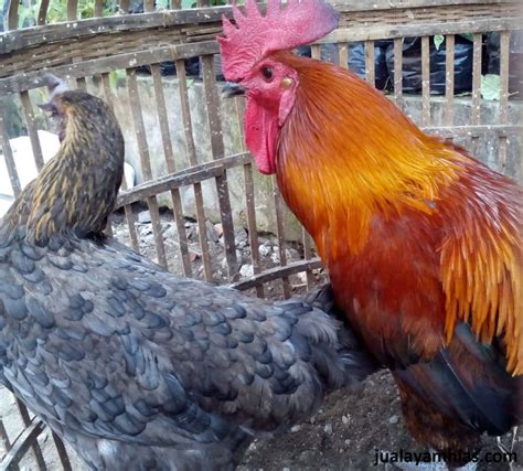 3 Hal Penting Dalam Merawat Suara Kokok Ayam Pelung Agar Tetap Merdu