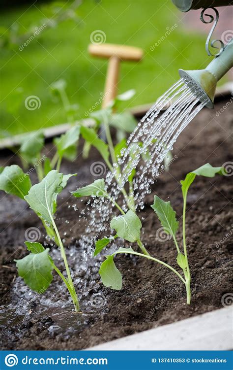 Watering Young Newly Transplanted Seedlings Stock Image Image Of