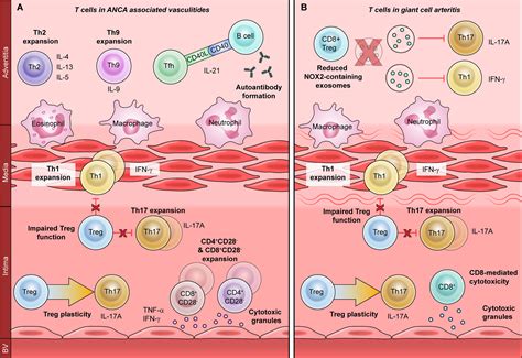 Frontiers T Cells In Autoimmunity Associated Cardiovascular Diseases