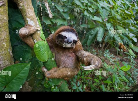 Brown Throated Three Toed Sloth Bradypus Variegatus Male Aviarios