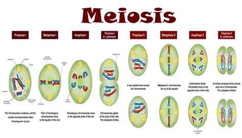 Pengertian Meiosis Tujuan Ciri Dan Tahapan Pembelahan Meiosis Lengkap