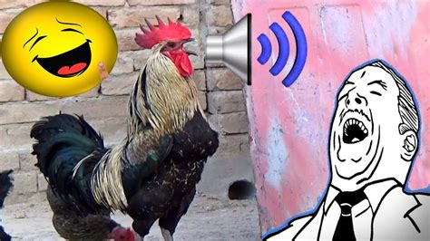 Funny Moments Rooster Crowing Sounds Compilation Plus Youtube