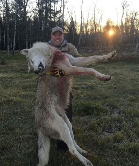 Photo Of Hunter And Dead Wolf Not Taken In Michigan Dnr Says