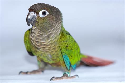 Green Cheeked Conure — Full Profile History And Care