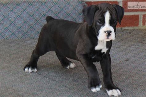 Checkout the rest of my pack @dorsettfarm. Zoe: Boxer puppy for sale near Louisville, Kentucky. | cece807e-b9b1