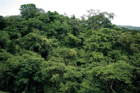 Selva Tropical Perennifolia Distribución En La República Mexicana