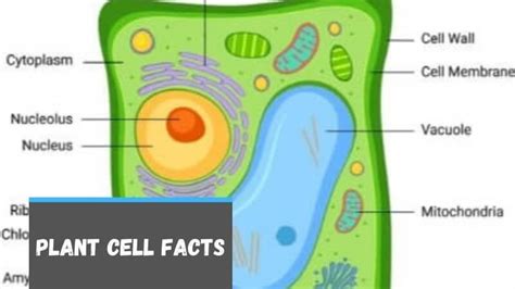 5th Grade Plant Cell Functions Plant And Animal Cell Activities For