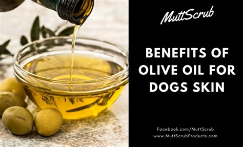 The Healing Benefits Of Olive Oil For Dogs Skin Mutt Scrub Products