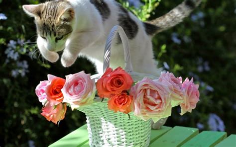 Animals Cats Feline Fur Whiskers Motion Jump Action Flowers
