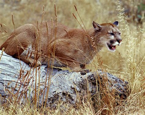 Cougar On A Log Photograph By Robert Chaponot Fine Art America