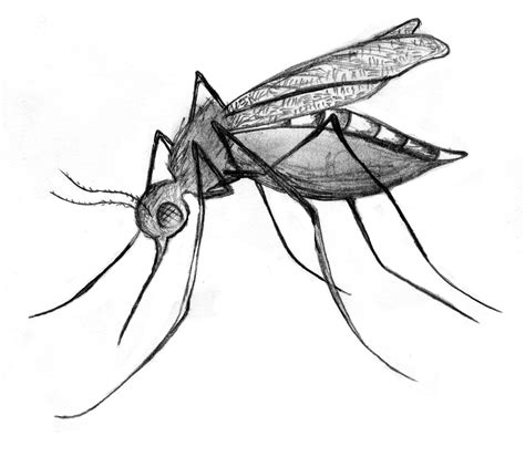 Mosquito Drawing Mosquito Tattoo Mosquito Illustration