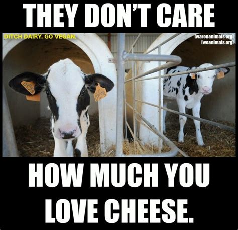 Pro Vegan Ditch Dairy The Dairy Industry Is The Veal Industry Vegan Memes Vegan Quotes