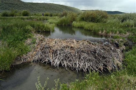 Pin On In Nature