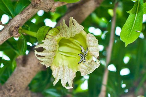 Your calabash tree fruit stock images are ready. A Tree of Many Uses - Association Les Fruits de Mer