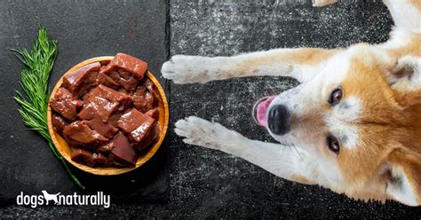 The problem is, many dogs do not show any distinct symptoms until it is too late, it feels symptoms of liver cancer in dogs. Why Your Dog Should Eat More Liver | Dogs Naturally