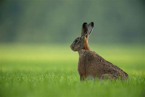 Hare Brown Rabbit Standing On Green Grass Field Rodent Image Free Photo