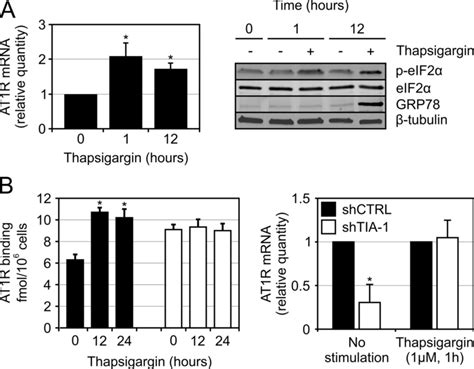 Er Stress Increases At1r Mrna And Protein Expression A Er Stress