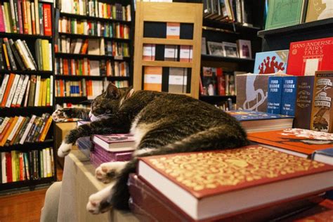 17 Bookstore Cats Worth Road Tripping For Fodors Travel Guide