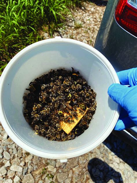 Bee Bycatch In A Single Bucket Trap Unitrap In Kentucky Most Reports
