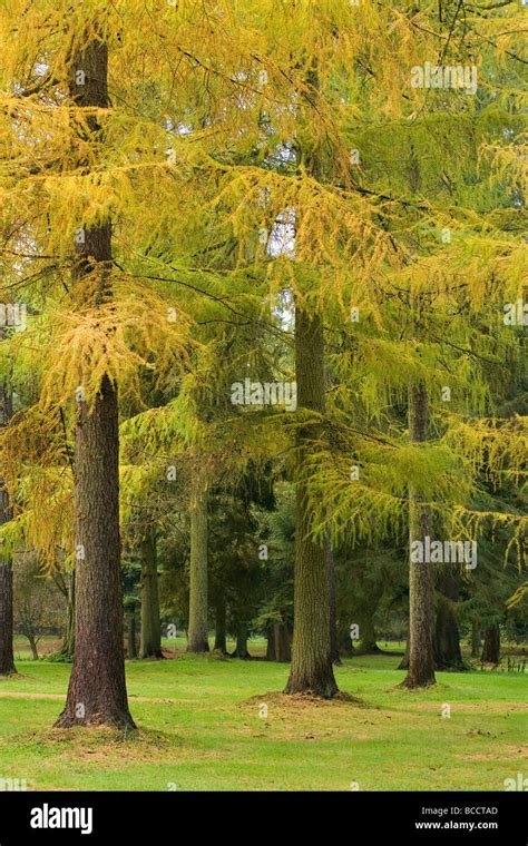 Japanese Larch Larix Kaempferi In Yellow Autumn Colours At Lynford